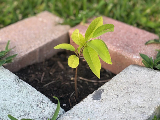 Growing like a Sapling
